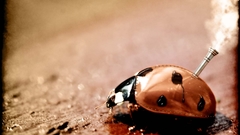 Ladybirds insects steampunk Bug