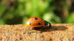 Ladybug insect