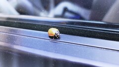 ladybugs window insect Animals