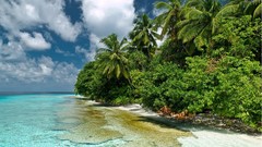 Lagoon palm trees tropical