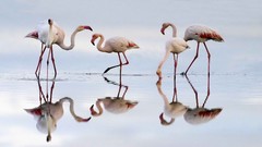 Lagoon Spain flamingos