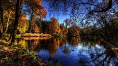 Lake forest nature landscape Plants fall