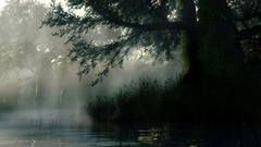 Lake misty nature