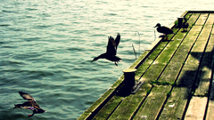 Lakes Birds Animals piers