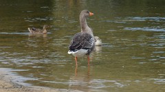 Lakes goose