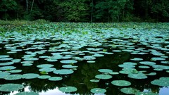 Lakes illinois lily pads