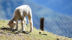 Lamb baby animals