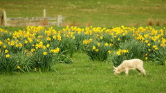 Lamb daffodils animal
