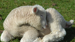 Lambs