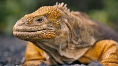 Land iguana Islands Ecuador Isabela
