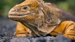 Land iguana Reptiles Ecuador