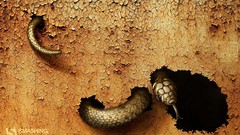 Land snakes Earth cracks Reptiles july digital art