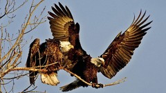 Landing Eagles