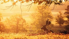 landscape Animals elk deer sunlight nature Mammals outdoors