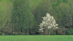 Landscape collection vol