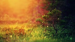 landscape depth of field grass blurred nature colorful gold