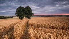 landscape farm Trees wheat field Agro (Plants) outdoors Plants