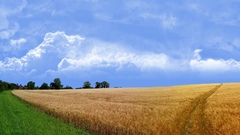 Landscape field clouds calm