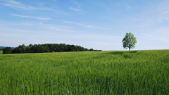 Landscape field nature