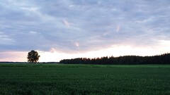landscape field nature multiple display Finland sky clouds Trees