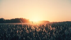 landscape field sunlight