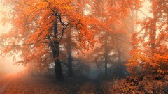 landscape forest Trees leaves fall outdoors Plants