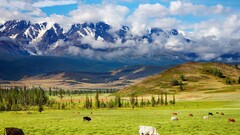 landscape grass Mountains cow Animals nature clouds Mammals
