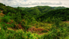 Landscape Green lush