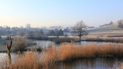 landscape Lake reeds field Trees farm pond frost nature morning