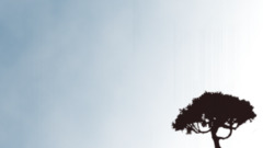 landscape Minimalism Trees sky outdoors Plants