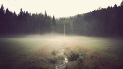 landscape mist Green dark forest water grass nature Trees