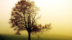 landscape mist Trees outdoors field