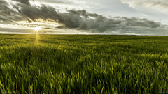 landscape nature field sun clouds sunlight Plants sky