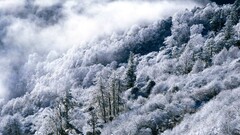 landscape nature forest winter mist
