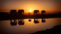 landscape nature sky morning elephant sunlight sunset water