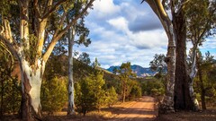 landscape nature Trees dirt road dirt far view sunlight clouds