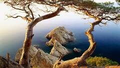 landscape nature Trees Sea rock water Plants blue coast