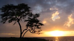 landscape nature Trees sunlight Sea sky