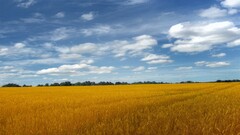 landscape nature wheat field summer