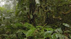 Landscape No problem ll