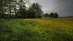 landscape Plants outdoors field Trees yellow flowers