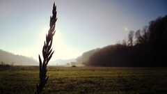 landscape Plants sky dark field sunlight outdoors