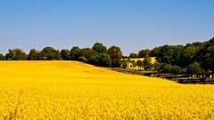 landscape Rapeseed field Plants Agro (Plants)