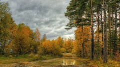 landscape river forest Trees