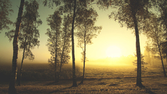 landscape Trees nature forest sunlight