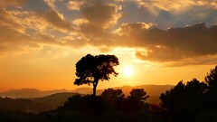 landscape Trees sky clouds nature outdoors sunlight Plants
