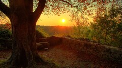 landscape Trees sunset sun sunlight Plants outdoors