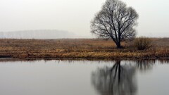 landscape Trees water reflection outdoors