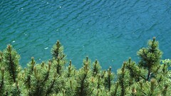 landscape water pine trees nature outdoors Plants