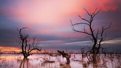 landscape water Trees swamp dead trees